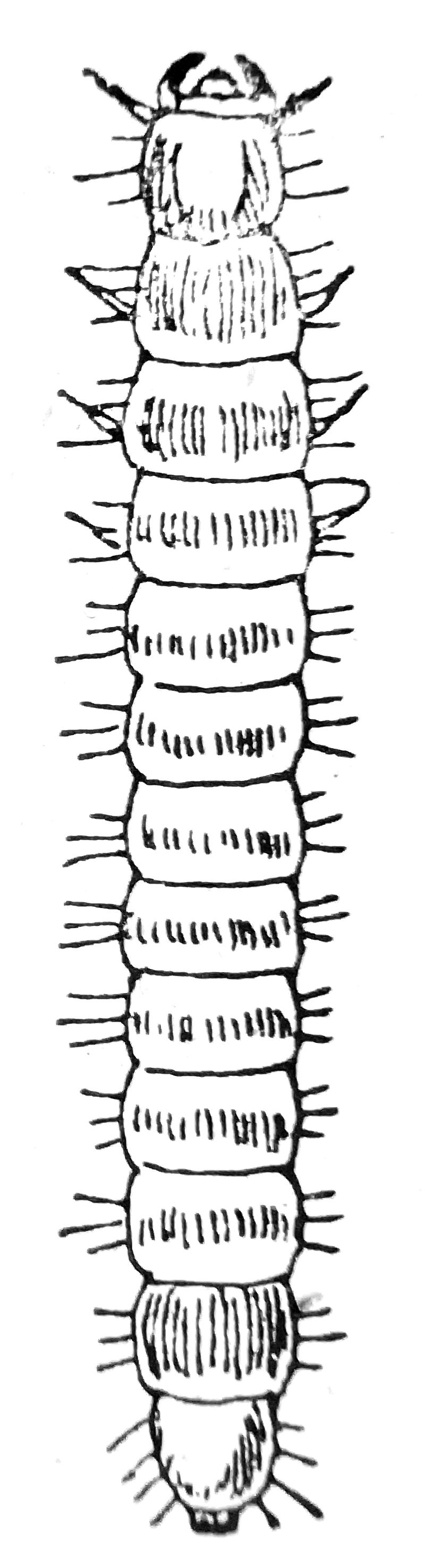 Hypophloeus larva Reitter