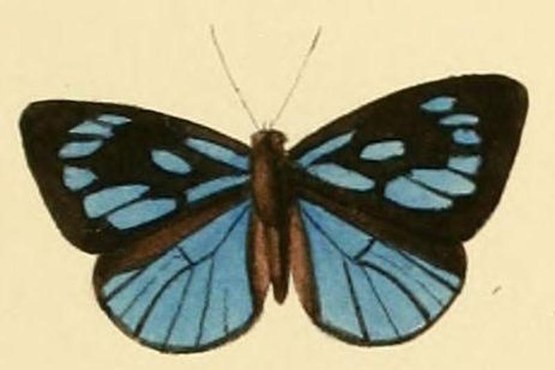 Hypophytala hyetta