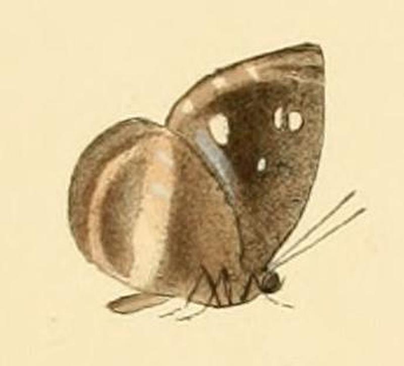 Hypophytala hyetta1
