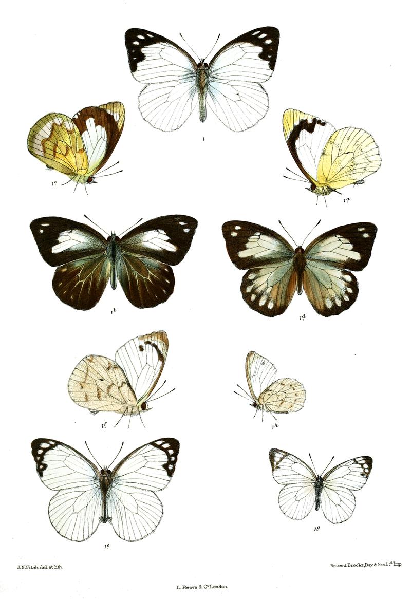 Hyposcritia lagela