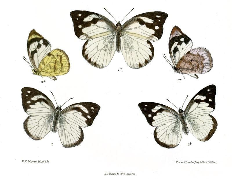 Hyposcritia lagela