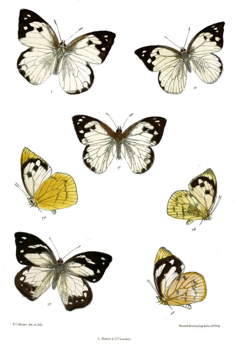 Hyposcritia lalage