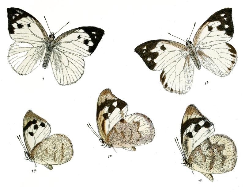 Hyposcritia lalage dry season form