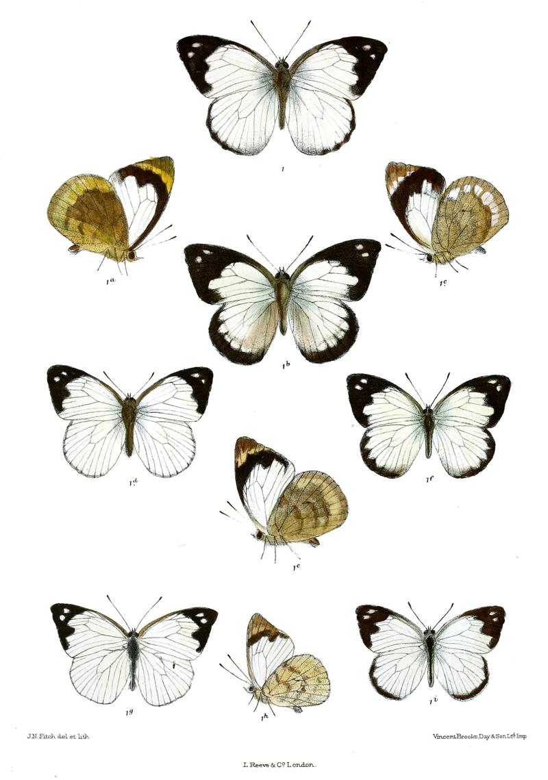 Hyposcritia narendra