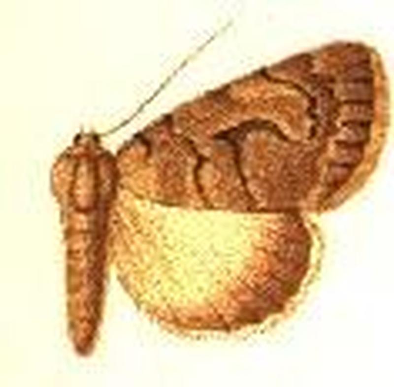 Hypotacha nigristria