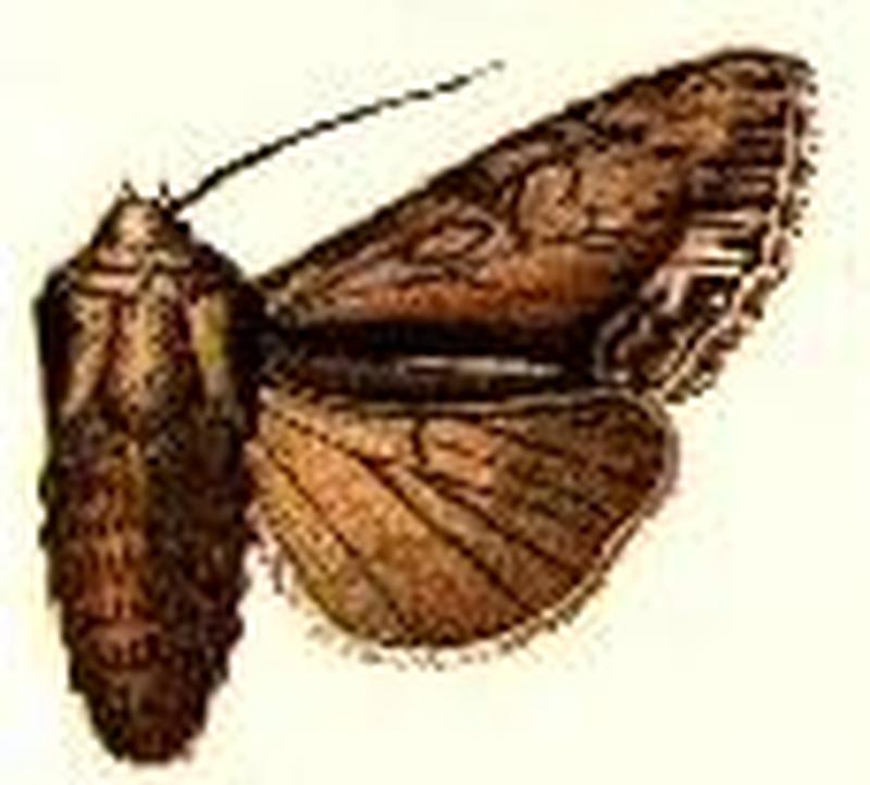 Hyppa indistincta