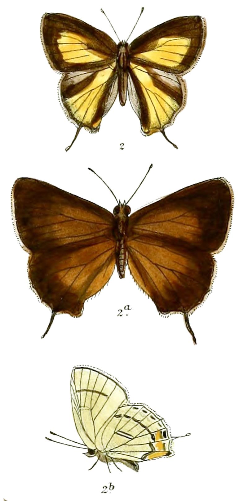 HysudraHades 709 2