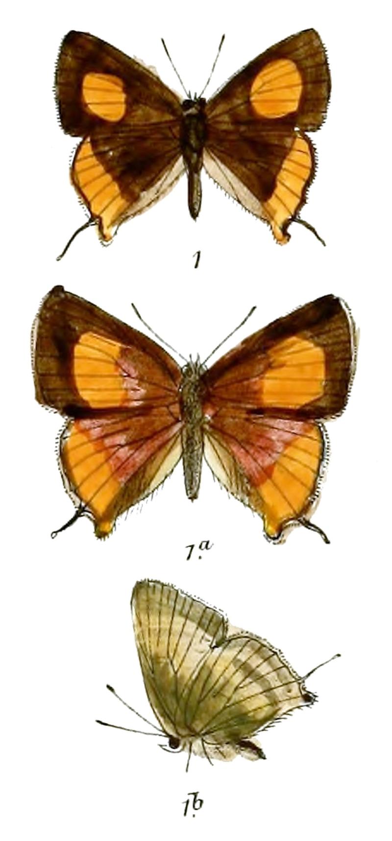 HysudraSelira 709 1