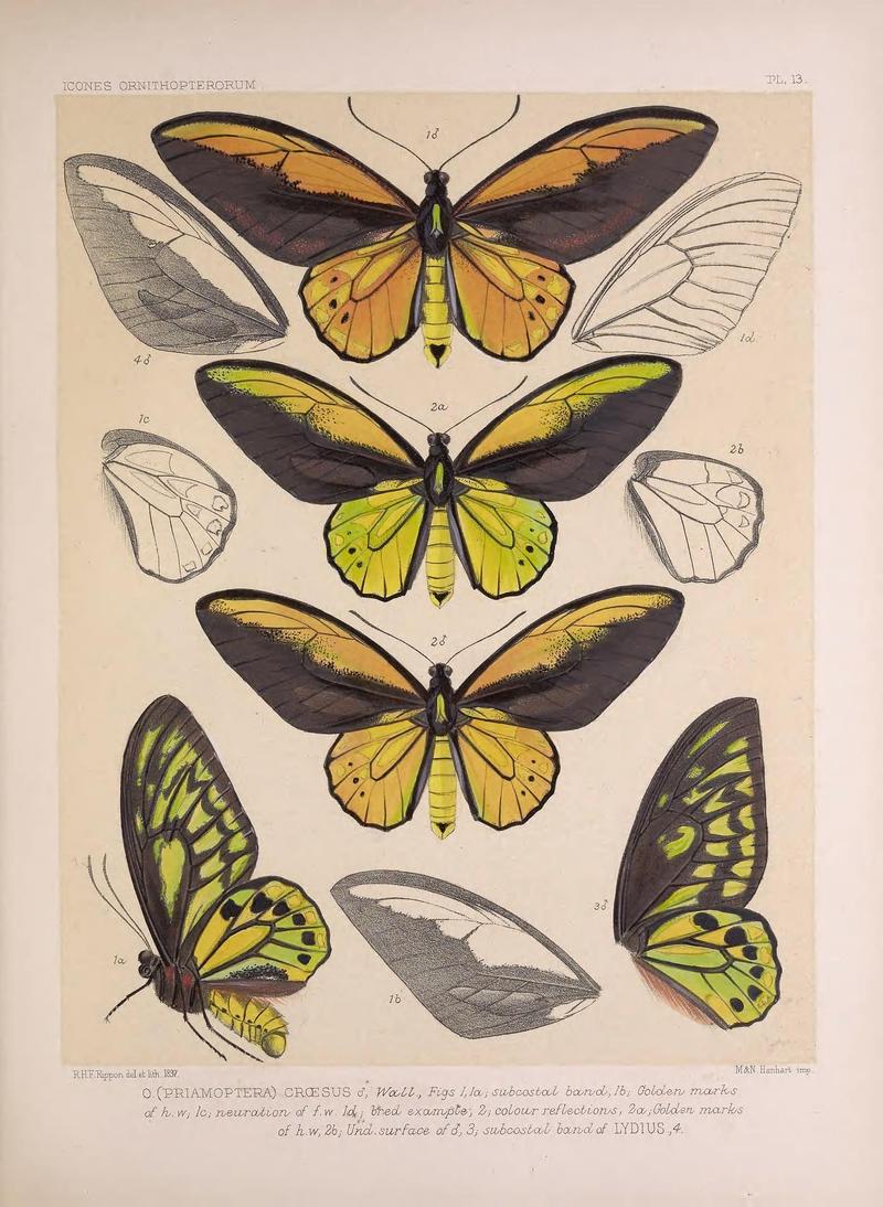 Icones ornithopterorum (PL. 13) (7704050604)