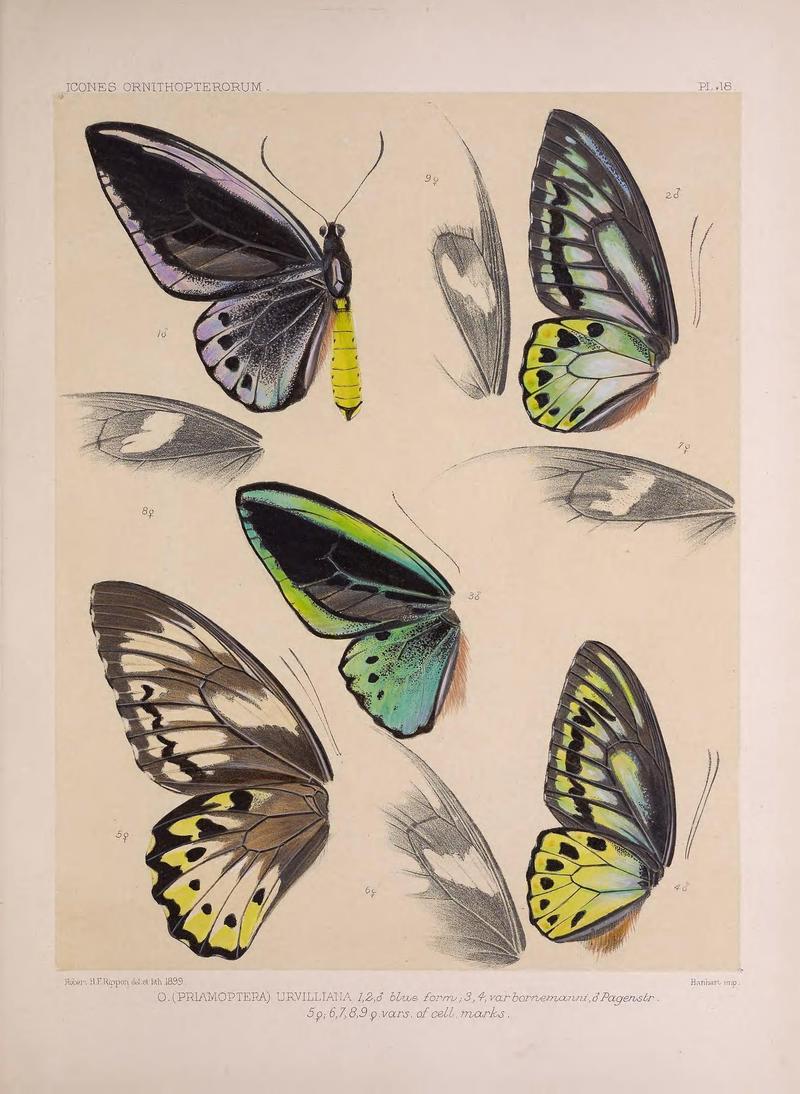 Icones ornithopterorum (PL. 18) (7704054506)