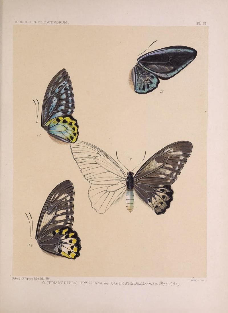 Icones ornithopterorum (PL. 19) (7704055166)