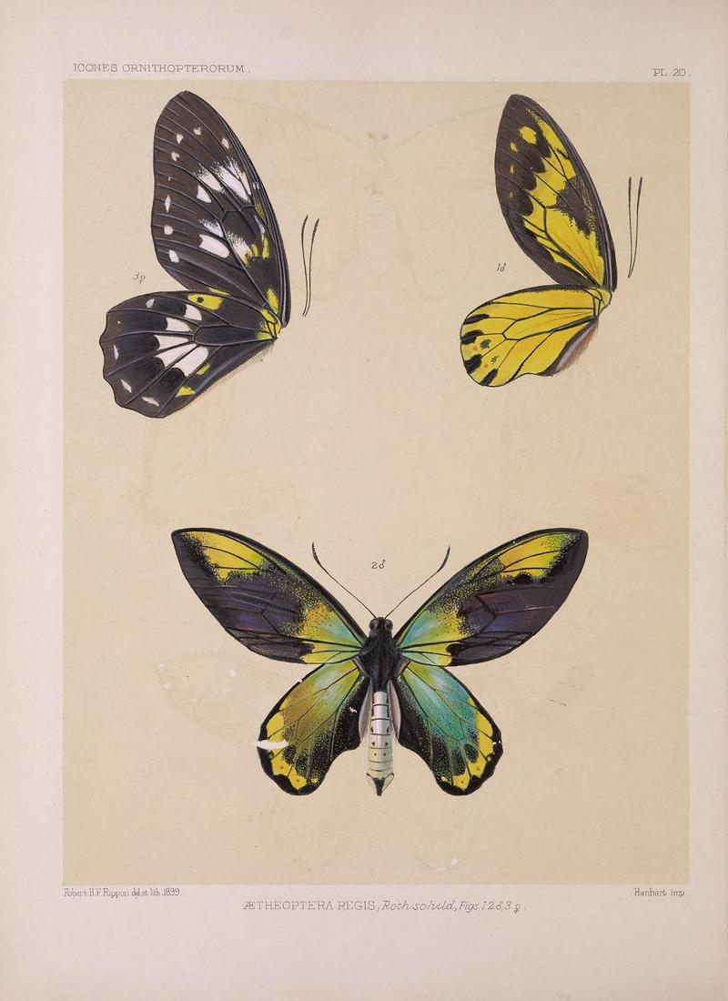 Icones ornithopterorum (PL. 20) (7704056380)