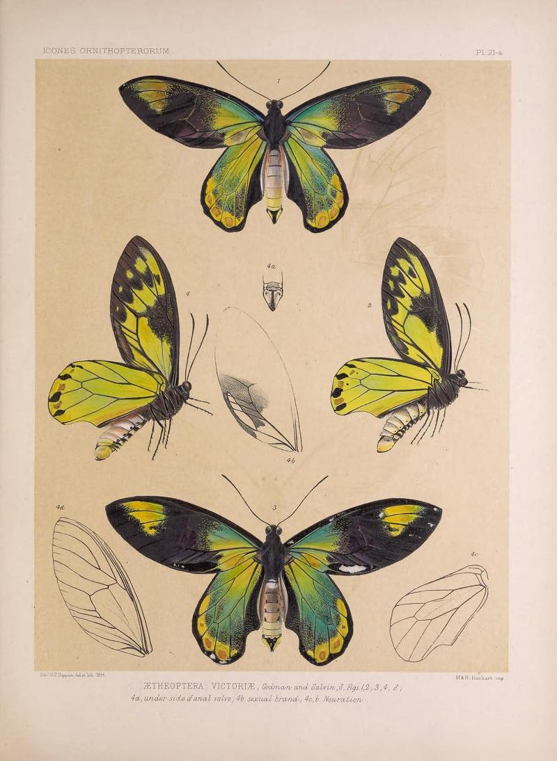 Icones ornithopterorum (PL. 21-a) (7704057212)