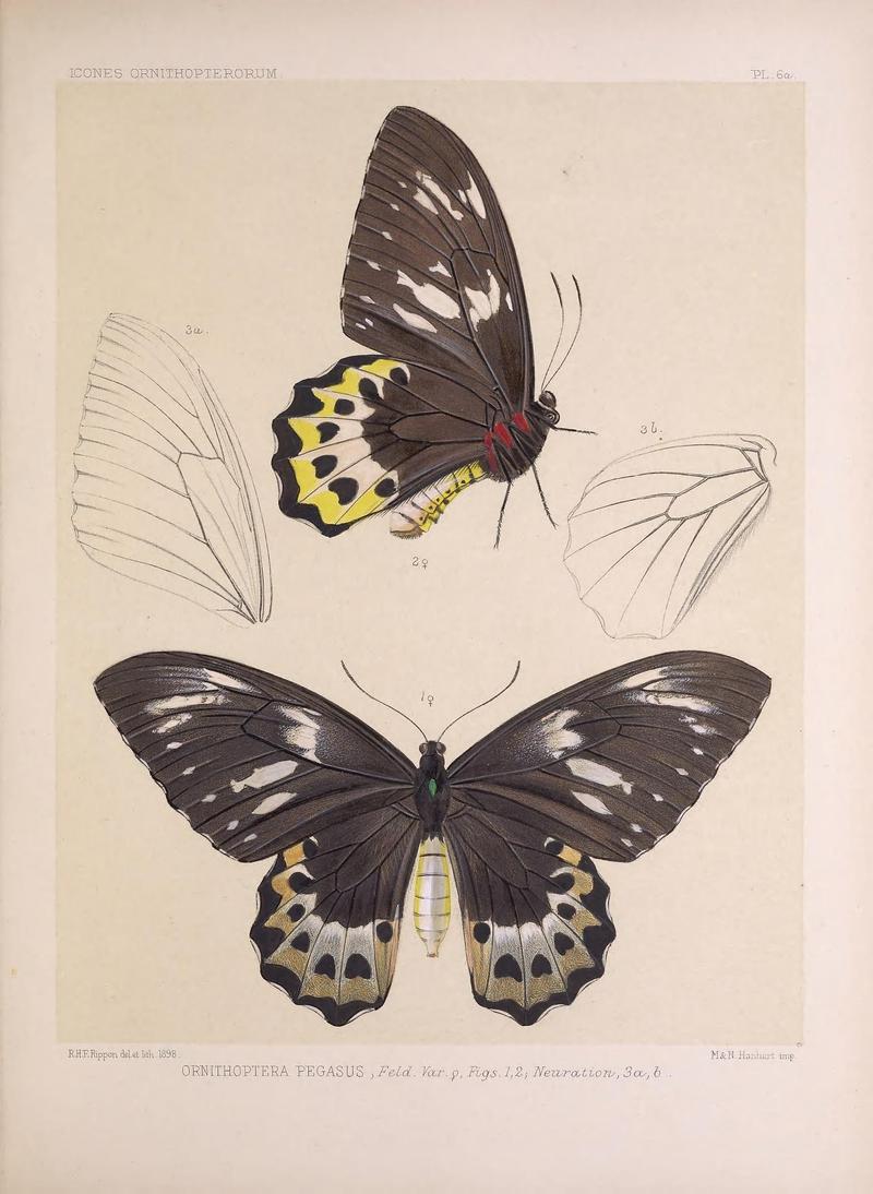 Icones ornithopterorum (PL. 6a) (7704043460)