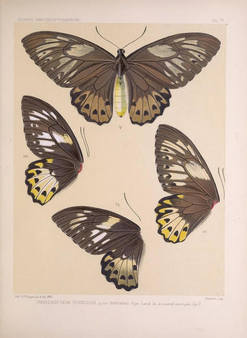 Icones ornithopterorum (PL. 7A) (7704045048)