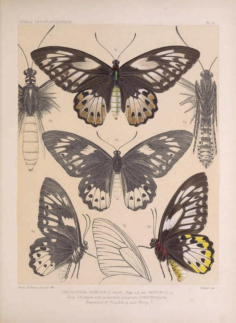 Icones ornithopterorum (PL. 8) (7704045886)