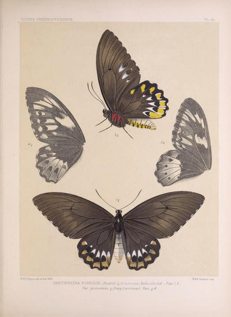 Icones ornithopterorum (PL. 8a) (7704046654)