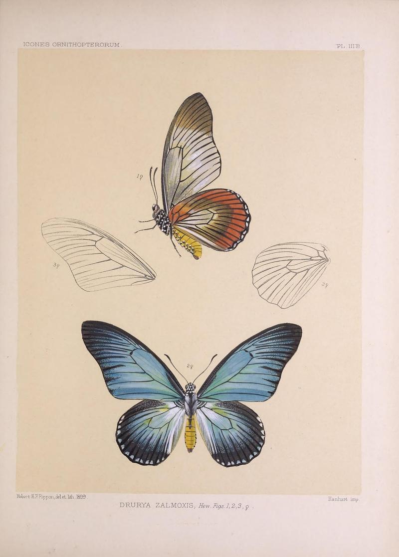 Icones ornithopterorum (PL. IIIB) (7704027244)