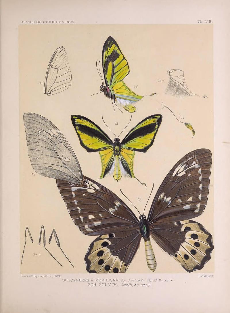 Icones ornithopterorum (PL. IV B) (7704032330)