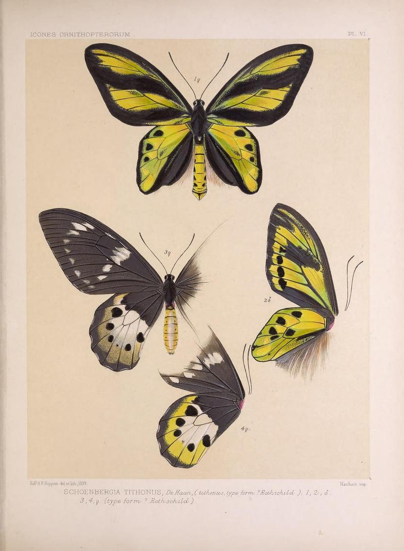 Icones ornithopterorum (PL. VI) (7704033836)