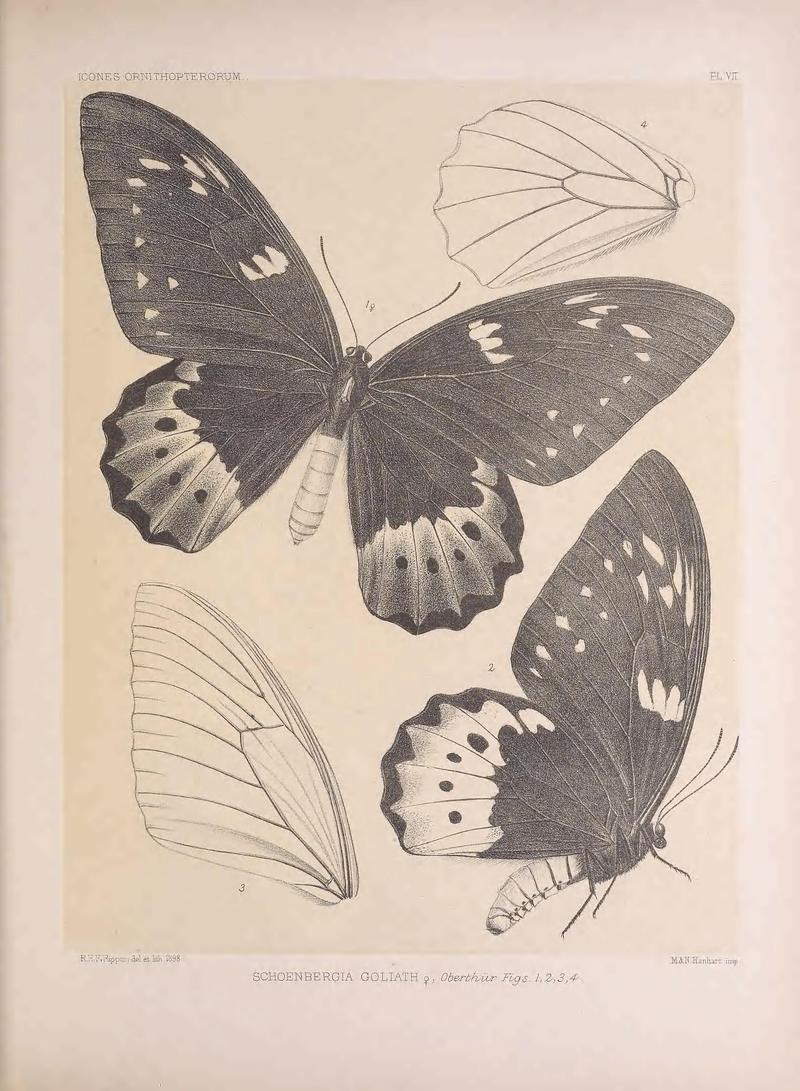 Icones ornithopterorum (PL VII) (7704034588)