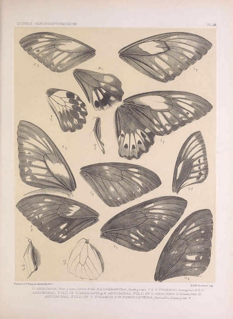 Icones ornithopterorum (Pl. 10) (7704048384)