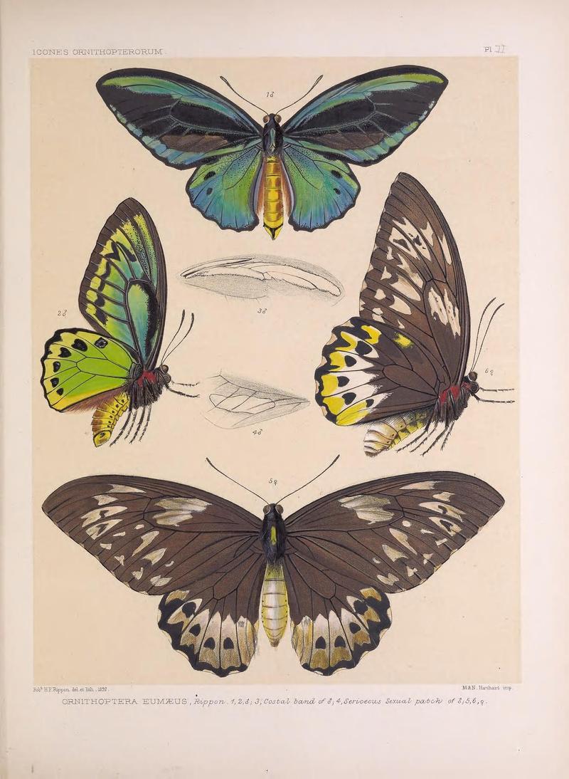 Icones ornithopterorum (Pl. 11) (7704049128)