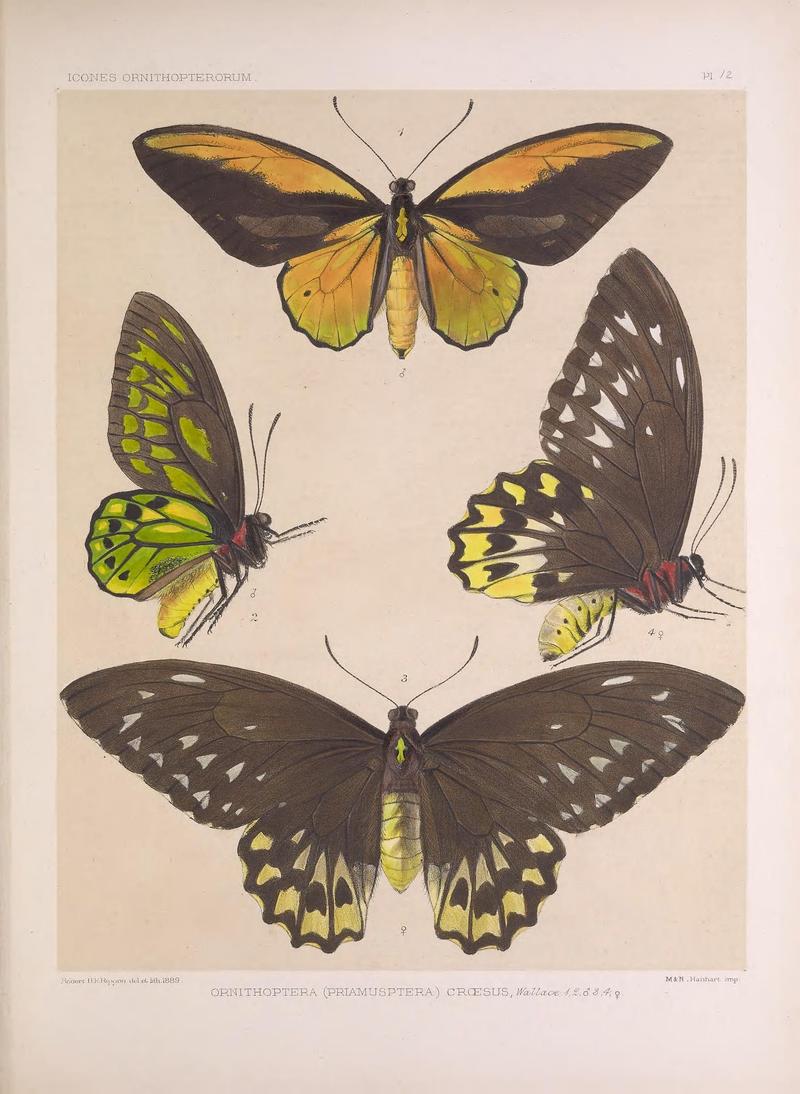 Icones ornithopterorum (Pl. 12) (7704049858)