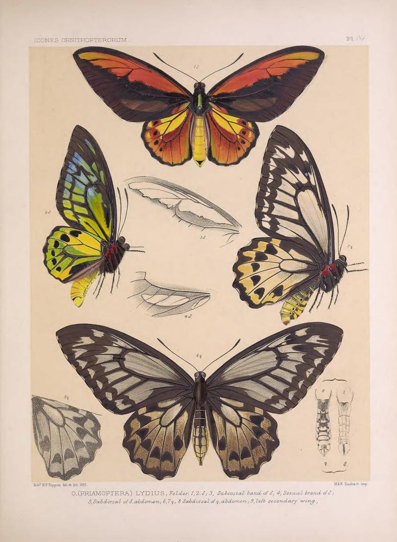 Icones ornithopterorum (Pl. 14) (7704051338)