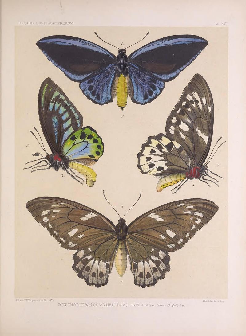 Icones ornithopterorum (Pl. 15) (7704052078)