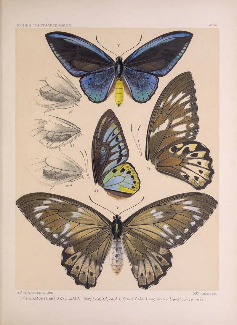 Icones ornithopterorum (Pl. 16) (7704052932)