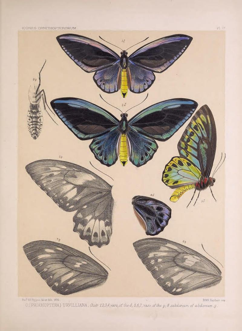 Icones ornithopterorum (Pl. 17) (7704053742)