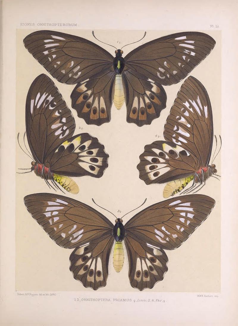 Icones ornithopterorum (Pl. 1b) (7704036096)