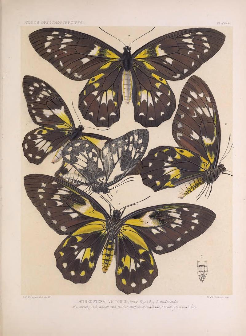 Icones ornithopterorum (Pl. 22-a) (7704058902)