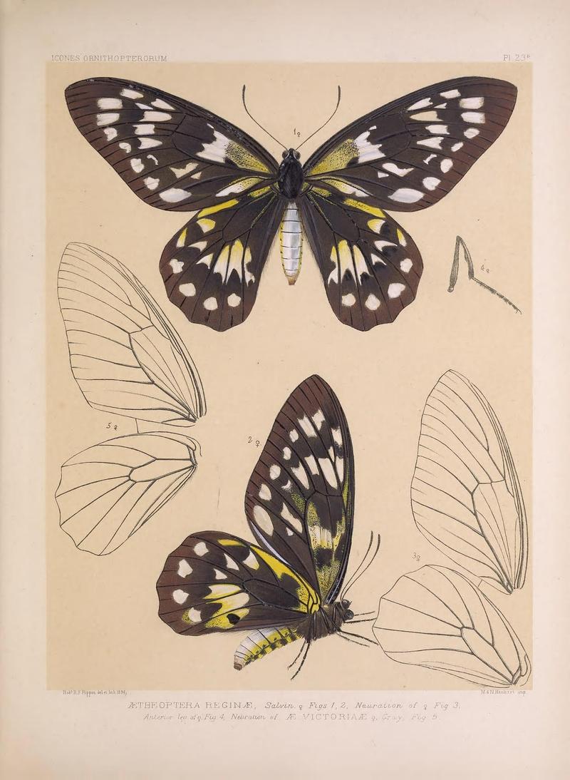 Icones ornithopterorum (Pl. 23a) (7704059614)