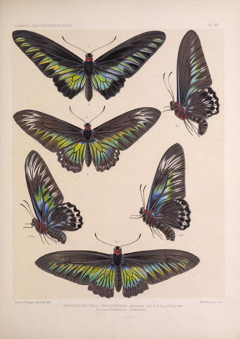 Icones ornithopterorum (Pl. 26) (7704257318)
