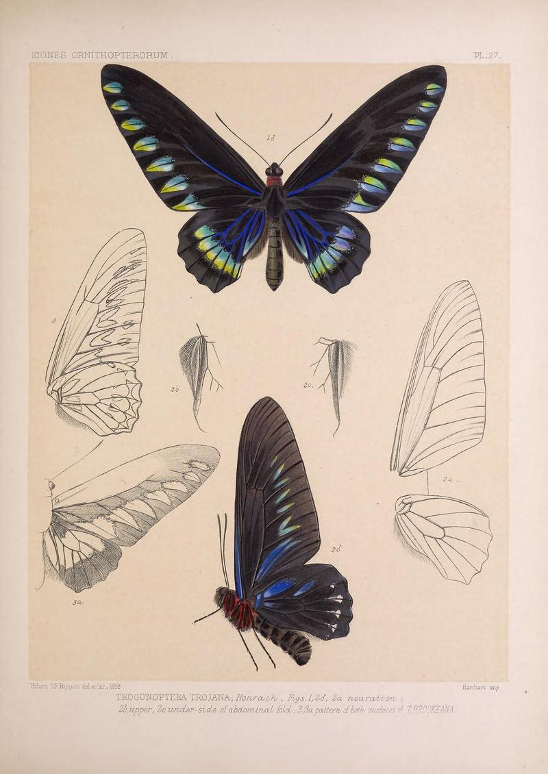 Icones ornithopterorum (Pl. 27) (7704257992)