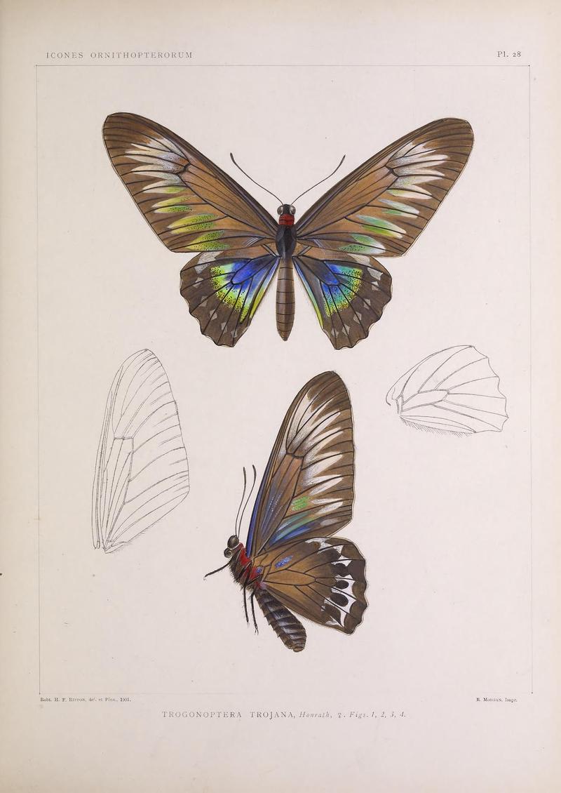 Icones ornithopterorum (Pl. 28) (7704258702)