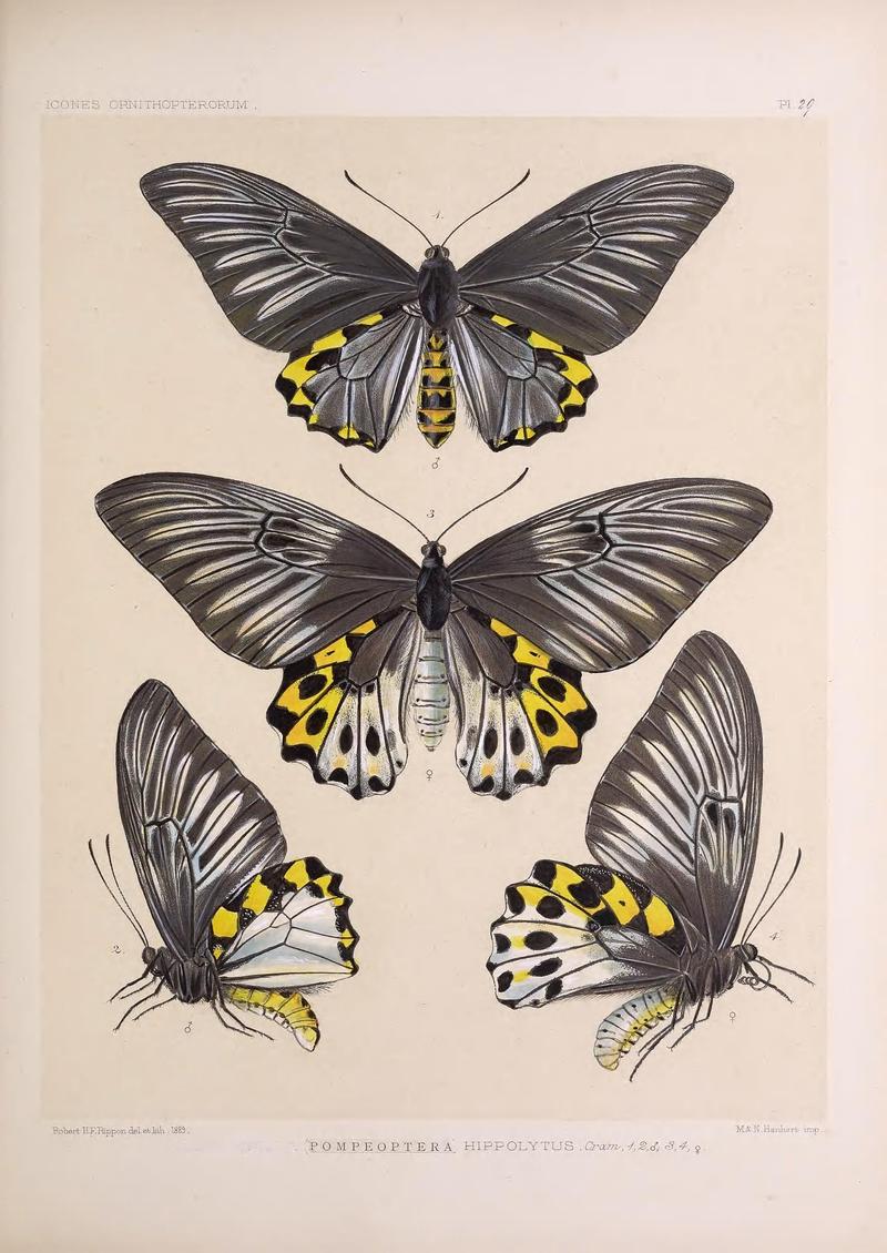 Icones ornithopterorum (Pl. 29) (7704259594)
