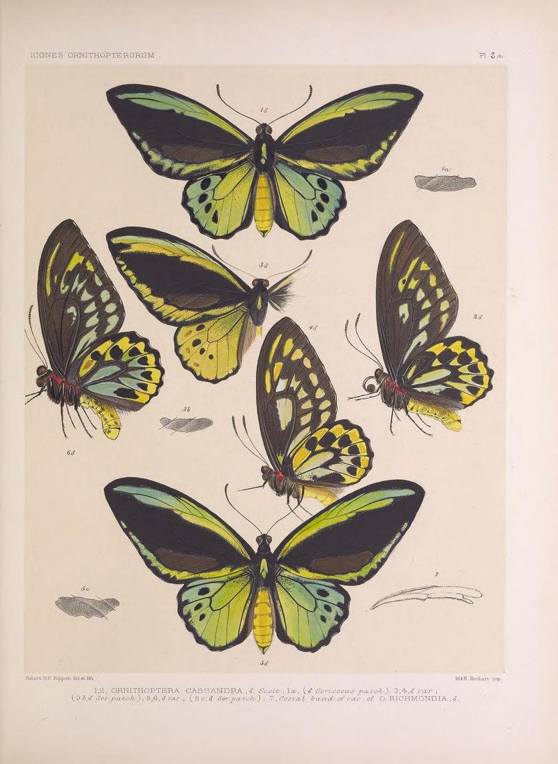 Icones ornithopterorum (Pl. 2a) (7704037638)