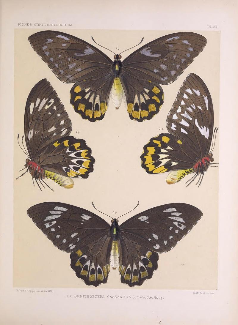 Icones ornithopterorum (Pl. 2b) (7704038308)