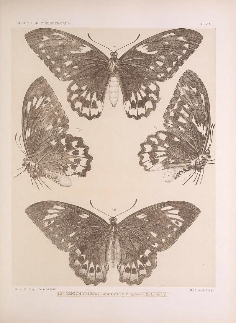 Icones ornithopterorum (Pl. 2b) (7704039104)