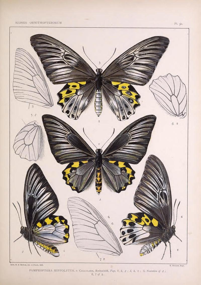 Icones ornithopterorum (Pl. 30) (7704260458)