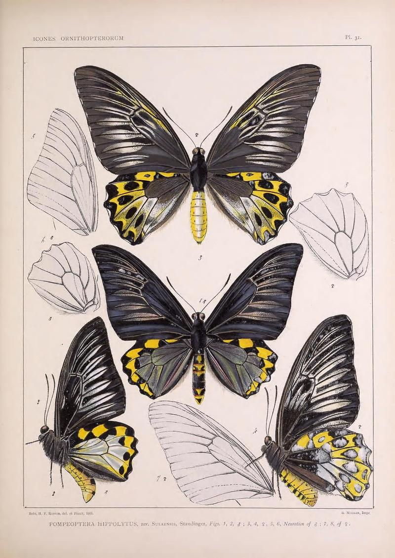 Icones ornithopterorum (Pl. 31) (7704261314)