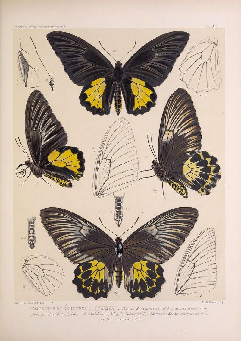 Icones ornithopterorum (Pl. 32) (7704262108)