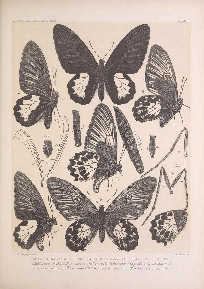 Icones ornithopterorum (Pl. 33) (7704262920)