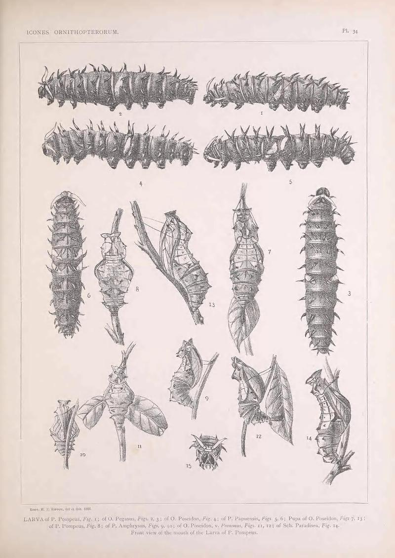 Icones ornithopterorum (Pl. 34) (7704263740)