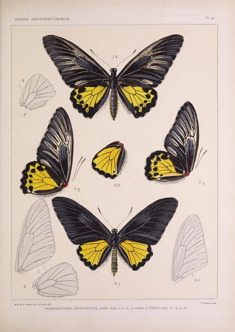 Icones ornithopterorum (Pl. 35) (7704264588)
