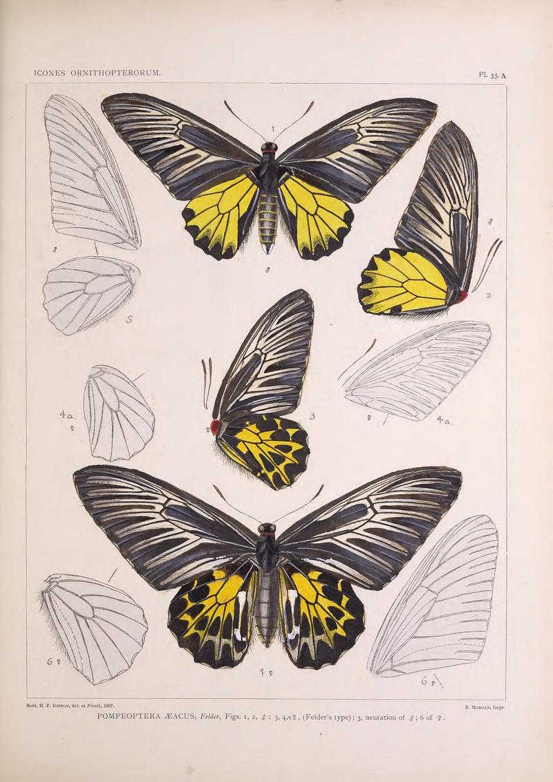 Icones ornithopterorum (Pl. 35A) (7704265464)