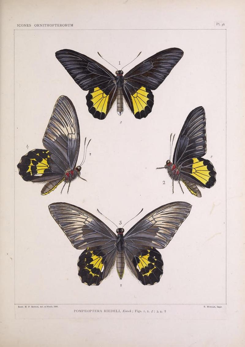 Icones ornithopterorum (Pl. 36) (7704266140)